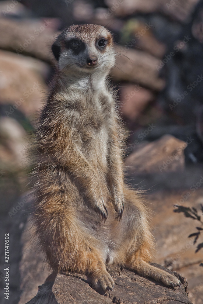 One nice meerkat. African animals meerkats (Timon) look attentively and  curiously. Stock Photo | Adobe Stock