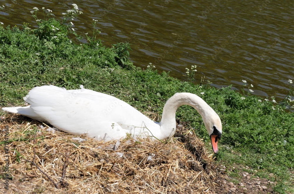 Fototapeta premium Schwan