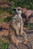 One  nice  meerkat.  African animals meerkats (Timon) look attentively and curiously.