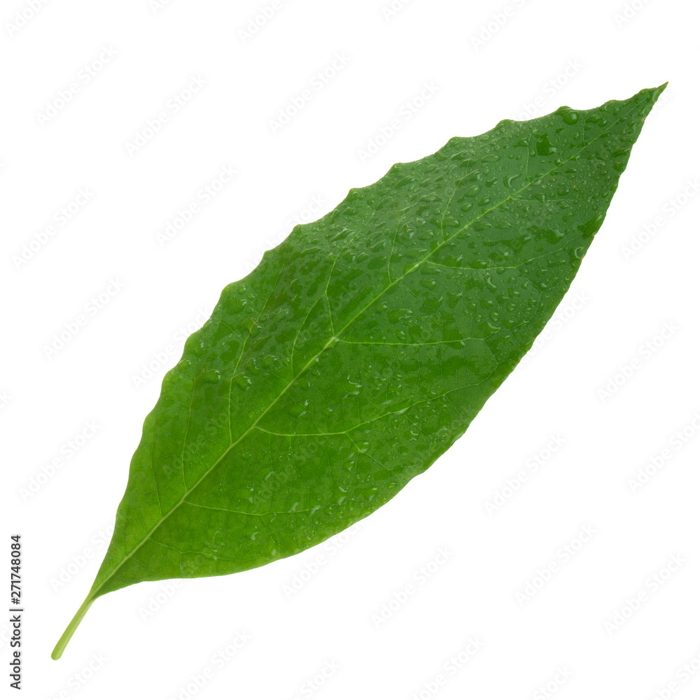 fresh green leaf of avocado isolated on white fresh green leaf of avocado isolated on white