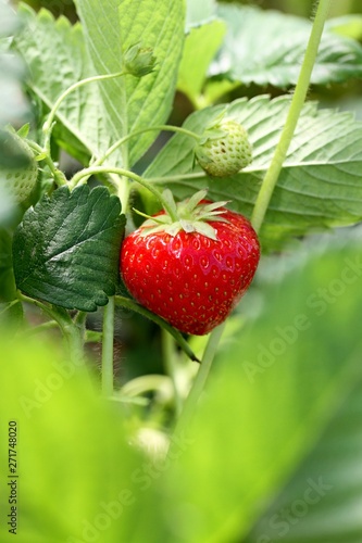 Strawberries are growing.