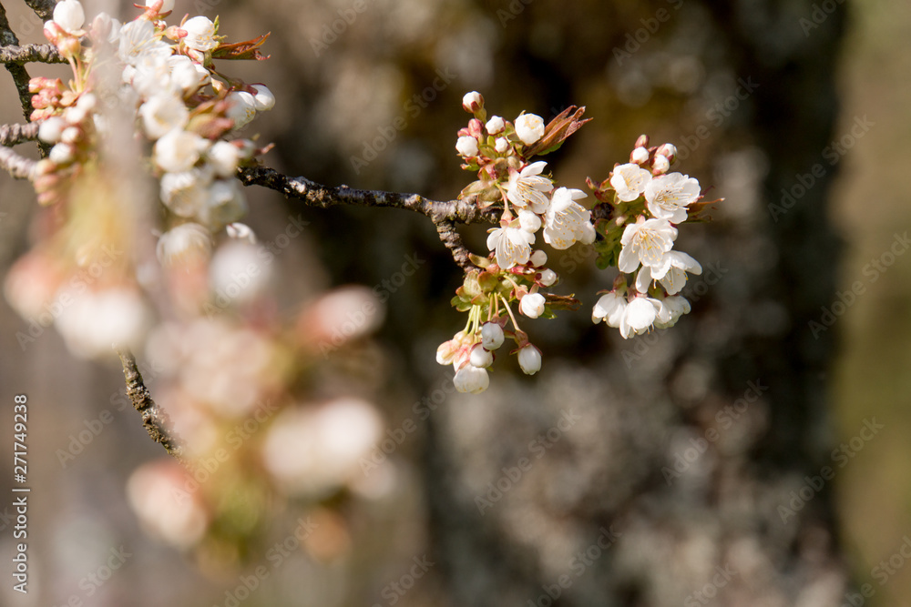 Cherry Tree blossom 