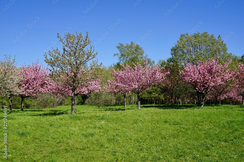 Kirschbäume in Blüte am Berliner Mauerweg in Teltow Kirschbäume in Blüte am Berliner Mauerweg in Teltow