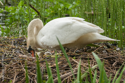 swan tending eggs in nest