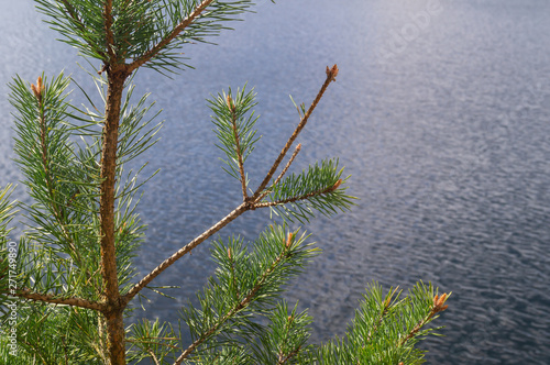 Grünzeug am Wasser