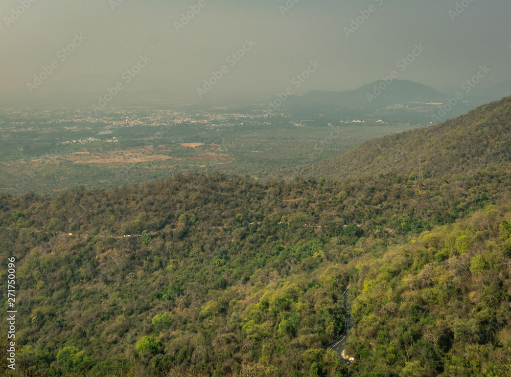 Naklejka premium Green forest with road in the middle