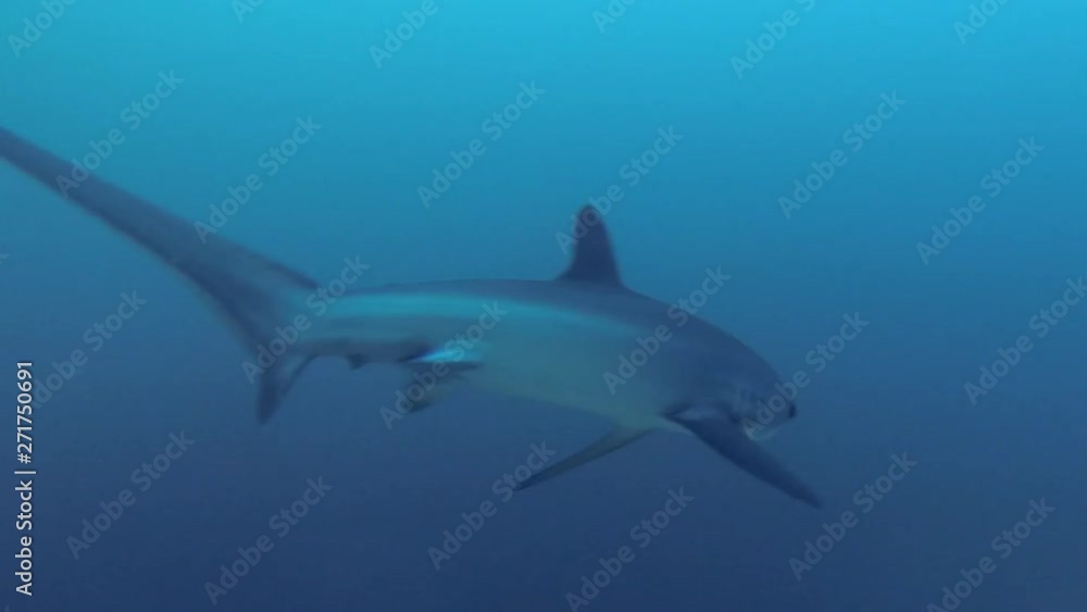 Underwater Wide Angle Video Of Deep Sea Pelagic Thresher Shark Swimming At Monad Shoal Malapascua Philippines Underwater Wide Angle Video Of Deep Sea Pelagic Thresher Shark Swimming At Monad Shoal Malapascua Philippines