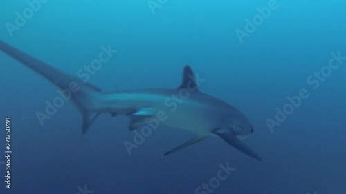 Underwater Wide Angle Video Of Deep Sea Pelagic Thresher Shark Swimming At Monad Shoal Malapascua Philippines  photo