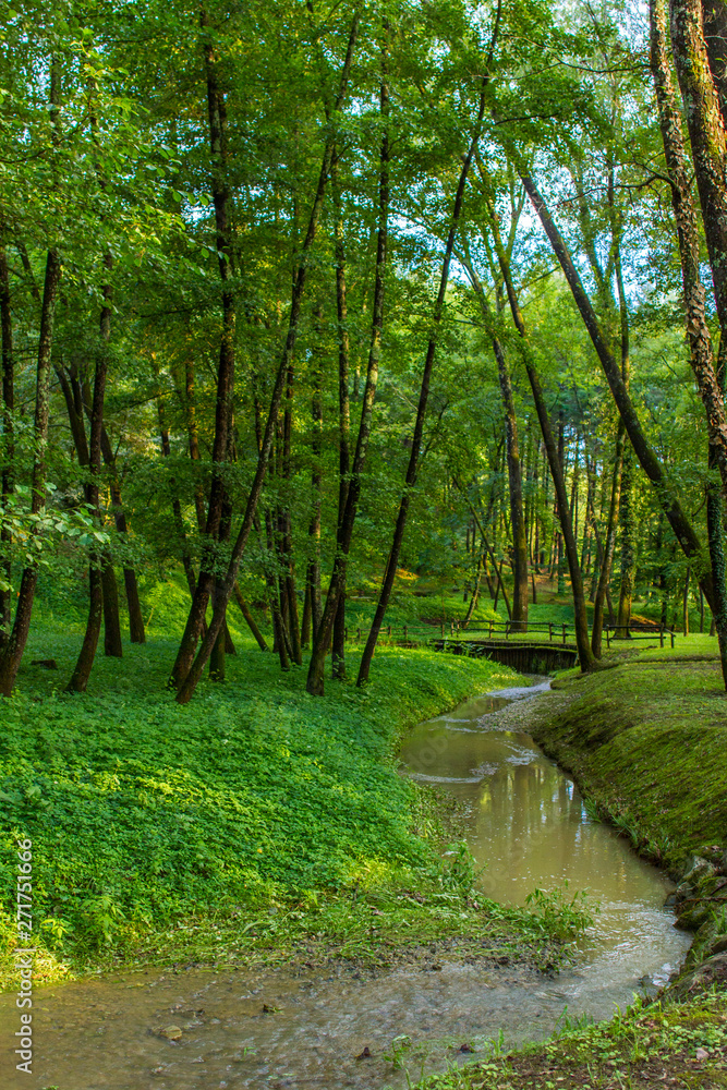 Obraz premium green forest with river