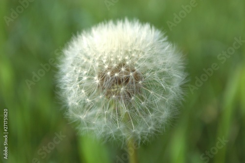 dandelion on green background