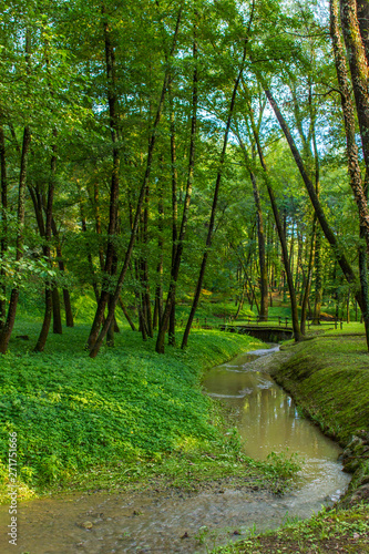 green forest with river