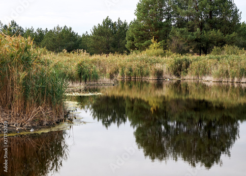 lake view with tree reflections