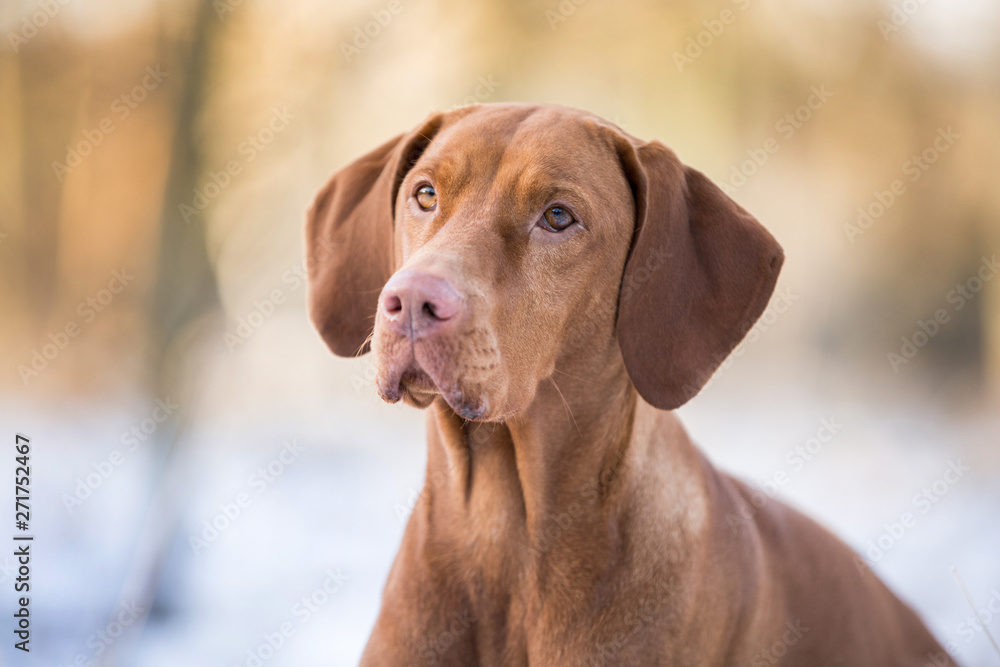 Hund im Schnee Magyar Vizela Hündin im Schnee Rassehund Hund im Schnee Magyar Vizela Hündin im Schnee Rassehund