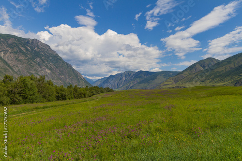 Flower valley in Mountains Altai. Beautiful summer landscape.