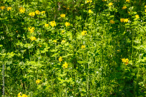 Flowers of yellow celandine in forest. Chelidonium majus, (commonly known as greater celandine, nipplewort, swallowwort, or tetterwort)