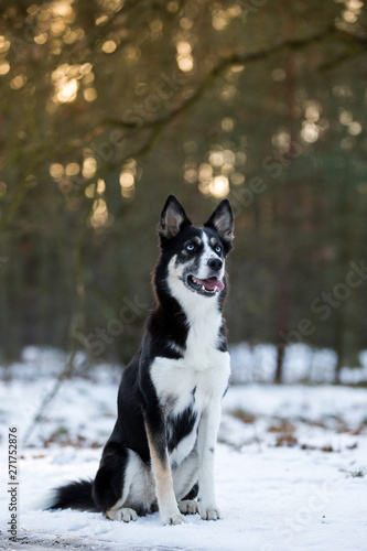 Hund im Schnee © Ines Hasenau
