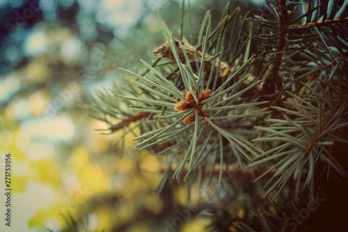 pine branch with cones