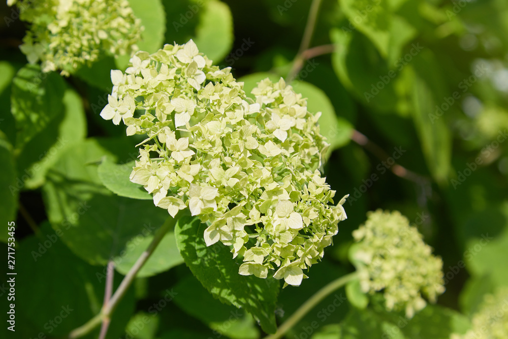 Ready to bloom Hydrangea in the garden. Green hydrangea flowers growing in the garden, floral background Ready to bloom Hydrangea in the garden. Green hydrangea flowers growing in the garden, floral background
