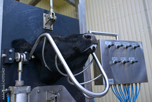 At the slaughterhouse. Head of a caw clutched by frame of a stunning pen gate before slaughter photo