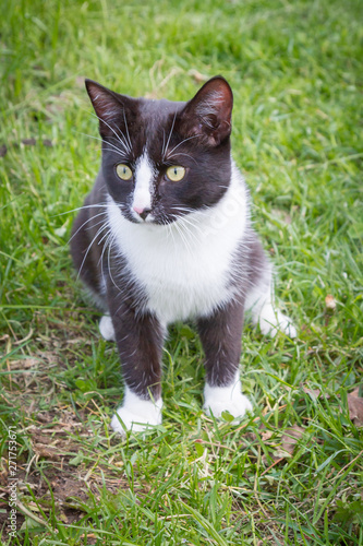 Home a young black and white cat walks in the country yard