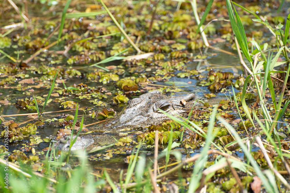 Eyes of crocodile above surface of river Kakadu Australia Eyes of crocodile above surface of river Kakadu Australia
