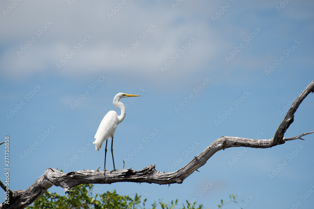 White heron in tree Kakadu National Park White heron in tree Kakadu National Park