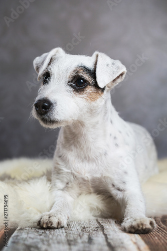 Hund hübscher Parson Jack Russel Terrier Hündin im Fotostudio mit lustigen Punkten © Ines Hasenau