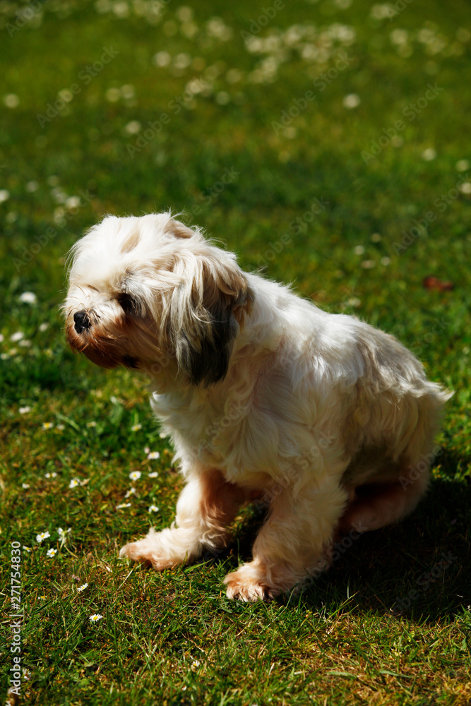 Millie a Lhasa Apso playing in the garden on a sunny day. Millie a Lhasa Apso playing in the garden on a sunny day.