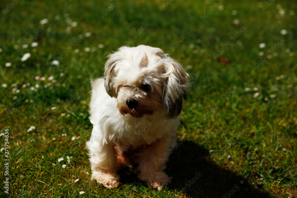 Millie a Lhasa Apso playing in the garden on a sunny day. Millie a Lhasa Apso playing in the garden on a sunny day.