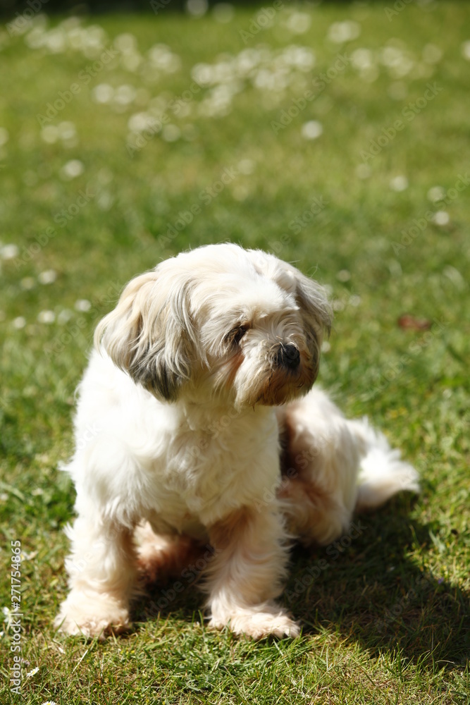 Millie a Lhasa Apso playing in the garden on a sunny day.
