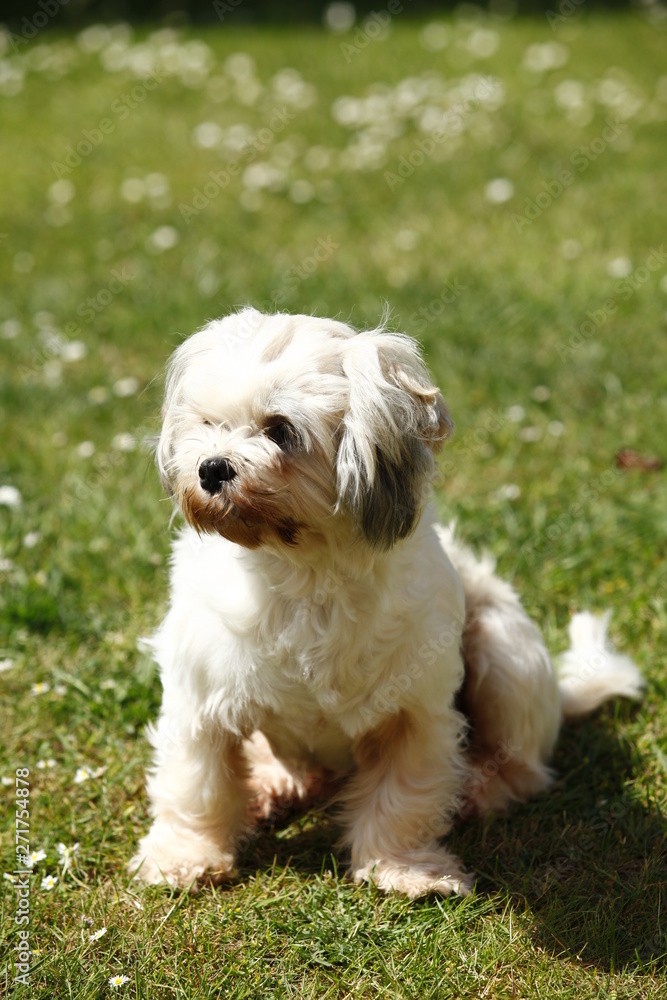 Millie a Lhasa Apso playing in the garden on a sunny day.