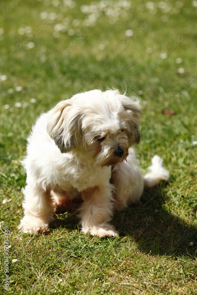 Millie a Lhasa Apso playing in the garden on a sunny day. Millie a Lhasa Apso playing in the garden on a sunny day.