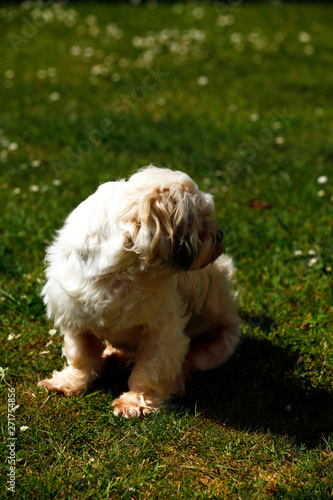 Millie a Lhasa Apso playing in the garden on a sunny day. photo