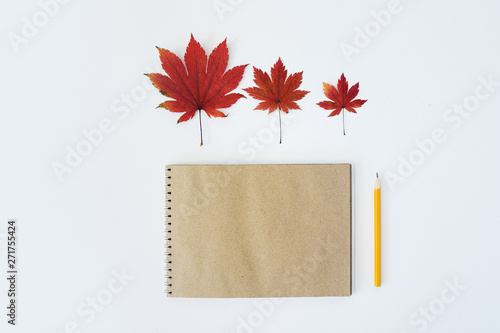 collection beautiful colorful autumn leaves isolated on white background photo