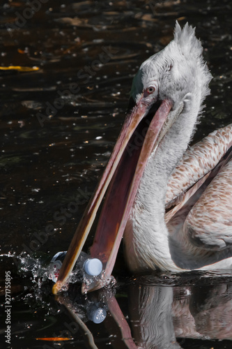 Photography A plastic bottle in the mouth of a pelican bird ( problem of water pollution with plastic)