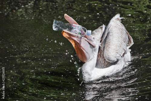 Fototapeta A plastic bottle in the mouth of a pelican bird ( problem of water pollution with plastic)