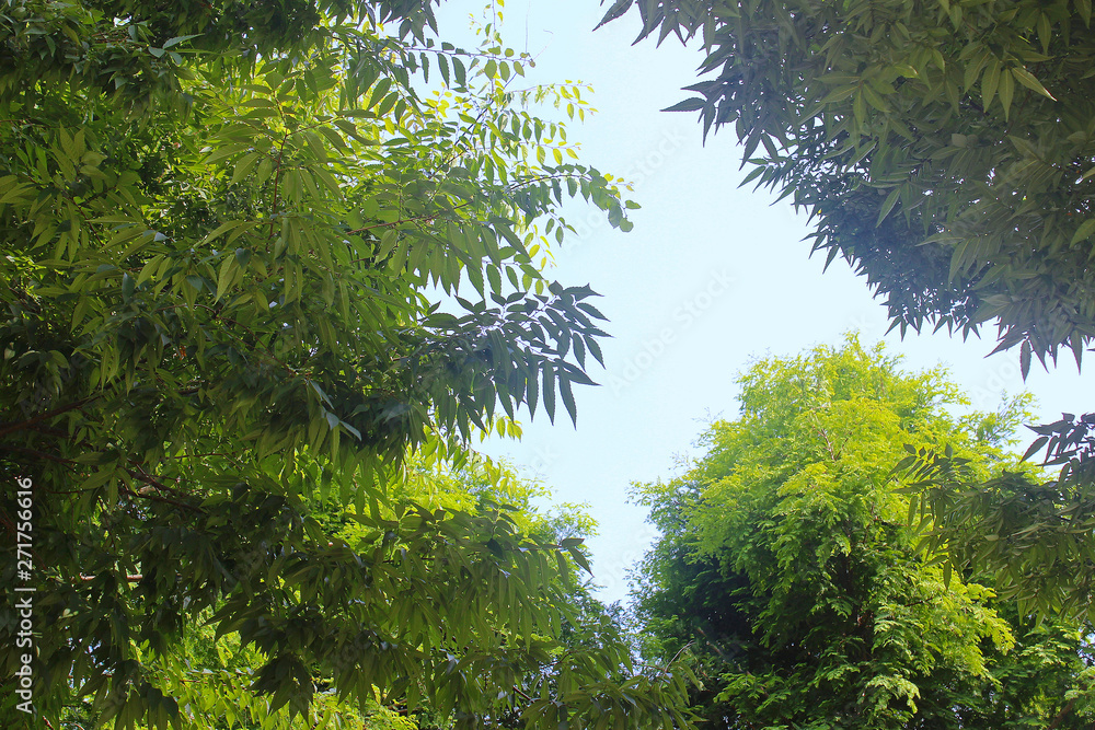 Fototapeta premium 나뭇가지 잎