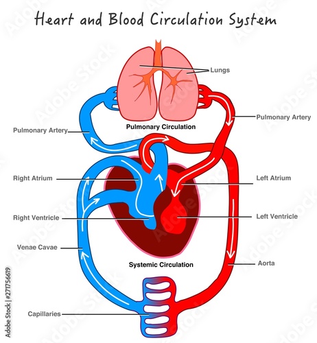 Blood circulatory system. Stylized  heart anatomy, diagram. Human circulation system. Basic annotated. Biology lesson. Illustration of blood flow with arrows. Drawing vector illustration .