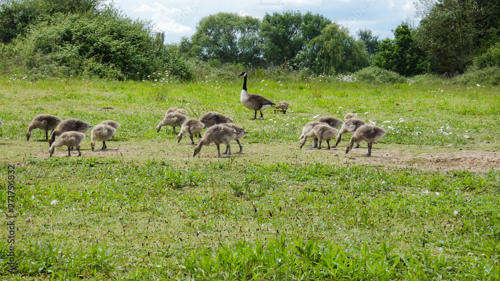 Naklejka premium Goslings a week old and on the move (2c)