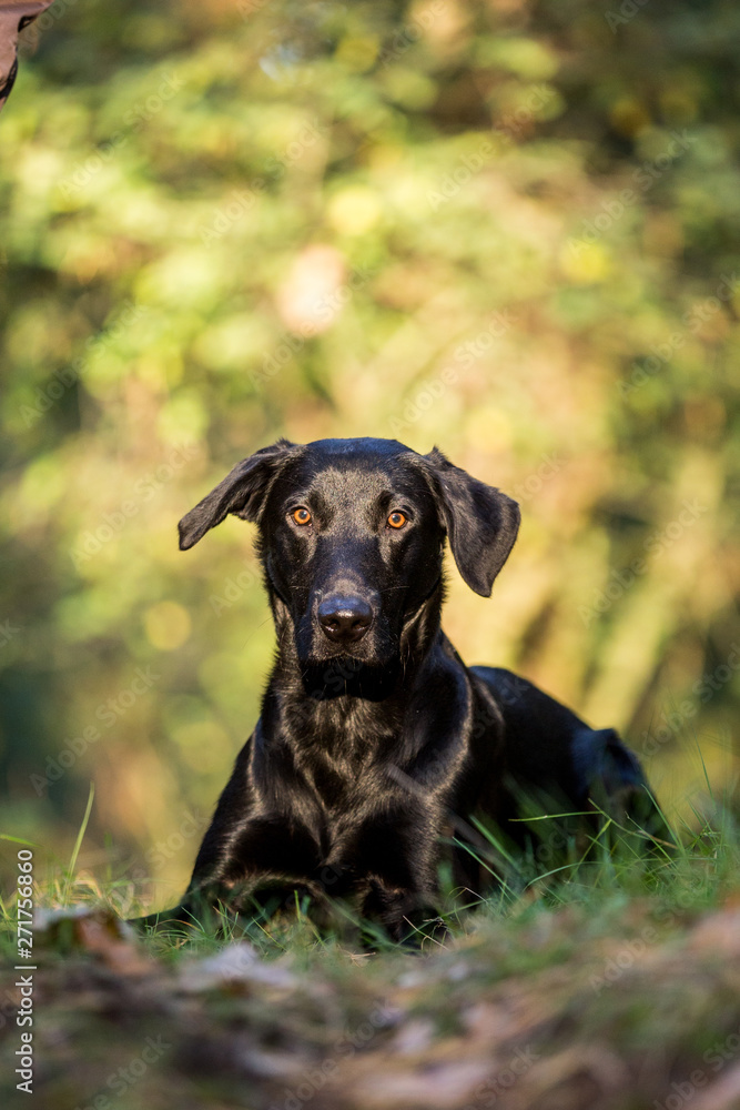 schwarzer Labrador Retriever im schönen Herbstlicht