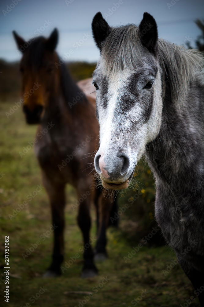 New Forest ponies in contrasting colours on grazing land