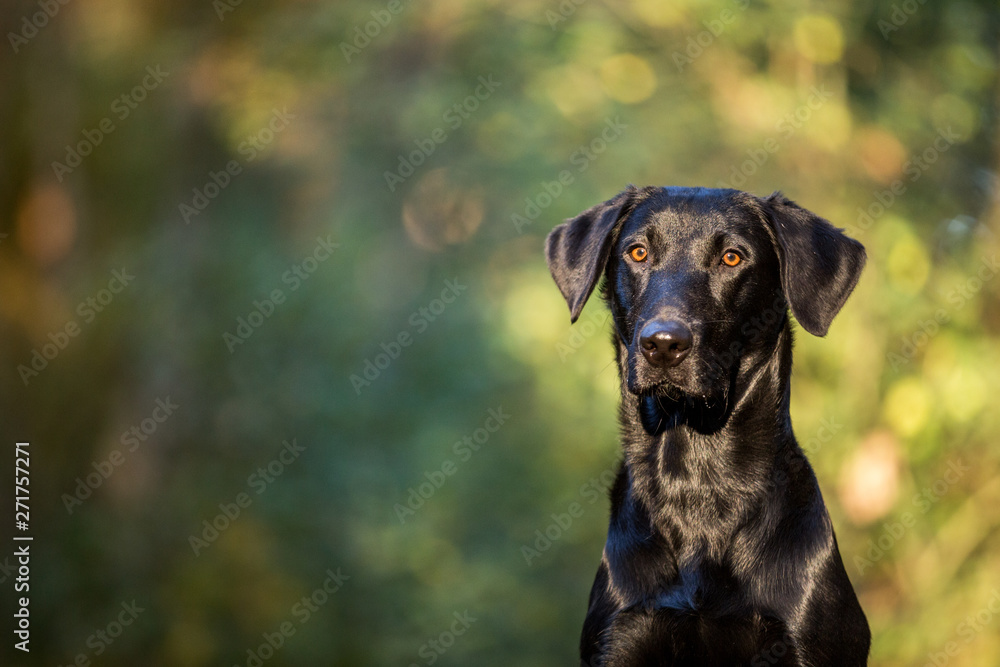 schwarzer Labrador Retriever im schönen Herbstlicht