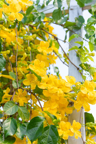 Beautiful yellow flowers with green leaves against summer blue sky background,Cat's Claw, Catclaw Vine, Cat's Claw Creeper plants © jcsmilly