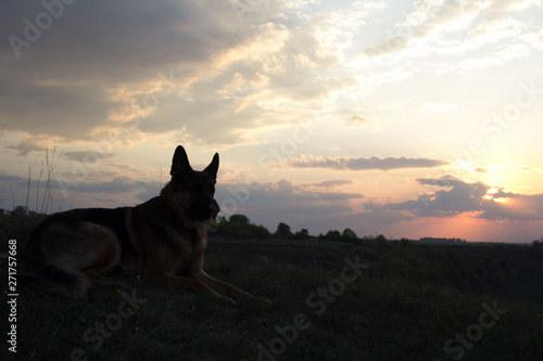 A German Shepherd Dog named Bison admires the sunset and rests