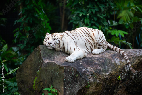 White tiger lounging on a rock with its eyes closed 