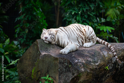Fototapeta Naklejka Na Ścianę i Meble -  White tiger lounging on a rock with its eyes closed 