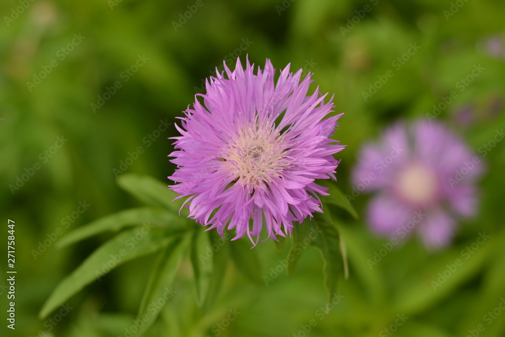 lilac cornflower on a green background close-up. lilac cornflower on a green background close-up.