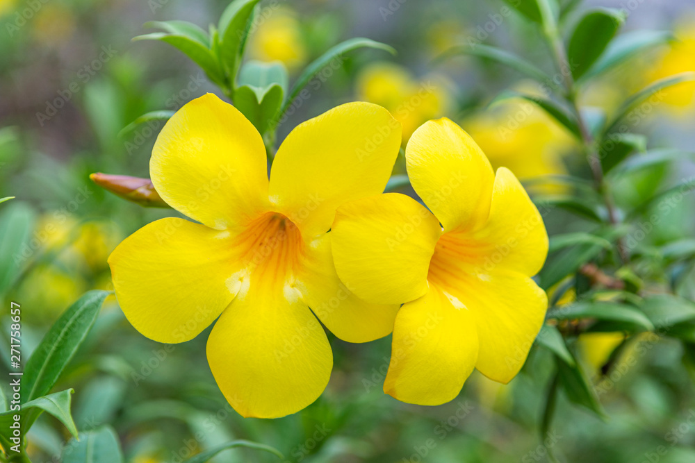 Allamanda flowers at Phatthalung Thailand. Allamanda flowers at Phatthalung Thailand.