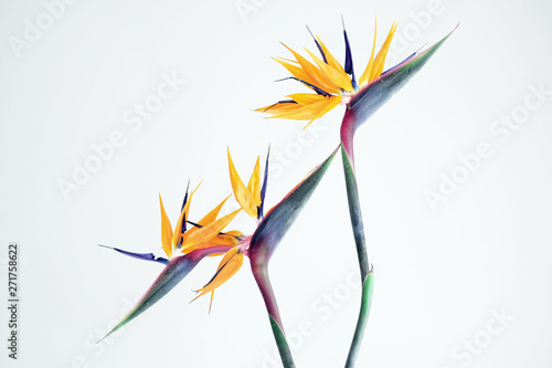 Beautiful flowers symbolize a beautiful life, and the same that a beautiful life is inseparable from beautiful flowers.