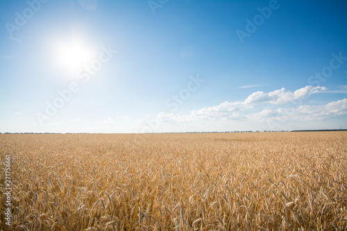 The field of ripe rye at sunset